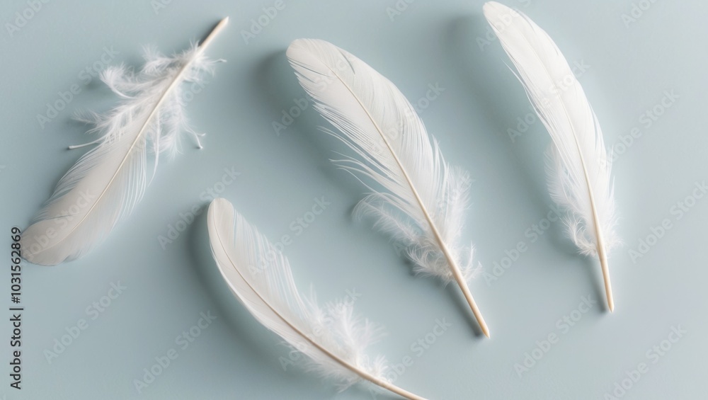 Obraz premium Soft White Feathers on Gentle Blue Background.