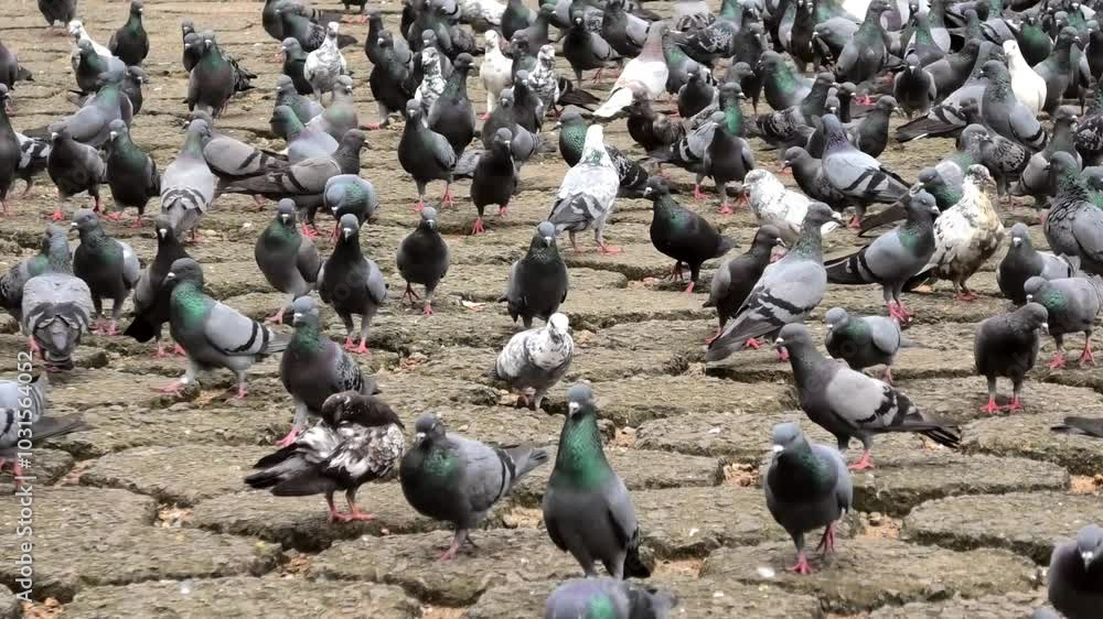 Flock of pigeons crowding the floor Flock of pigeons crowding the floor