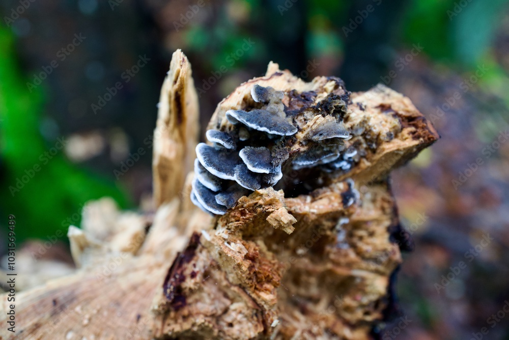 small tiny mushroom on a rotten trunk small tiny mushroom on a rotten trunk