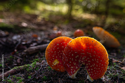 Red fly agaric growing in the autumn forest photo