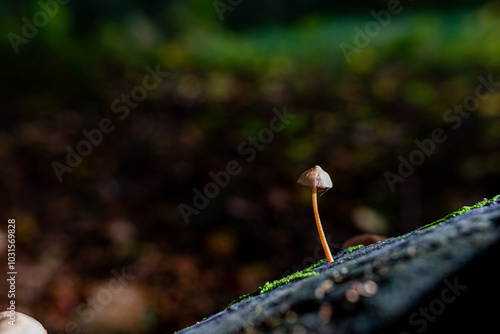 Small poisonous mushrooms growing in the forest. Close up. Selective focus.