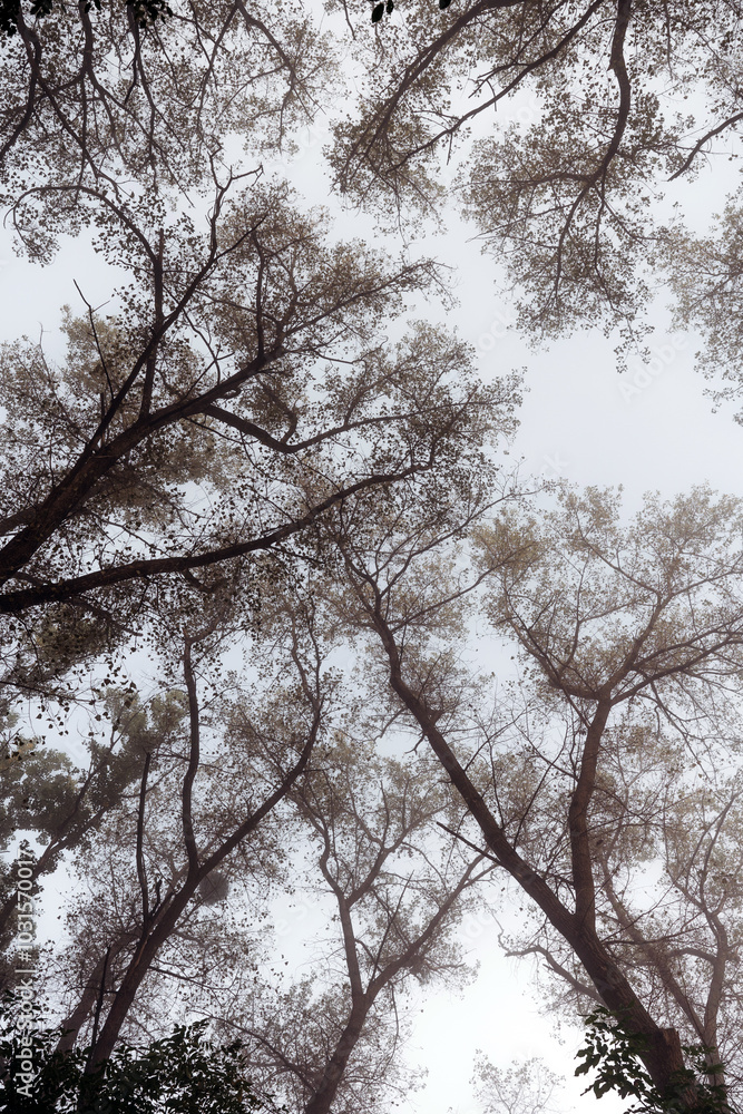 Looking up at tree branches covered in fog on a misty morning Looking up at tree branches covered in fog on a misty morning