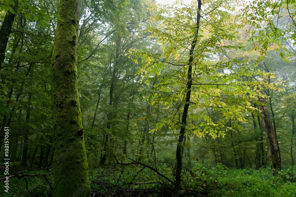 Obraz premium forest in the morning at autumn
