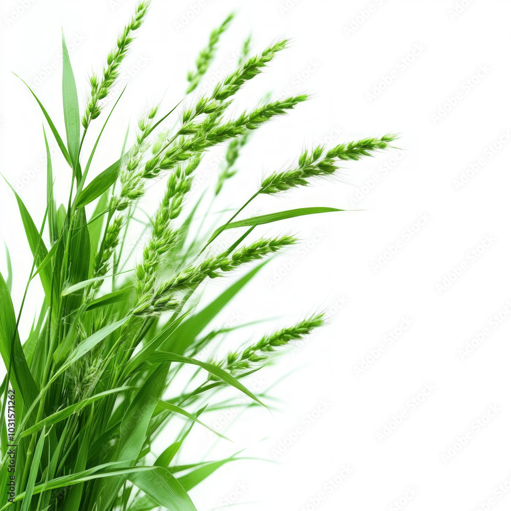 Tall Grass Isolated On White Tall Grass Isolated On White