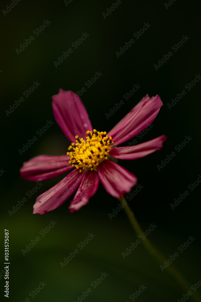 Obraz premium decorative pink flower on a thin stem