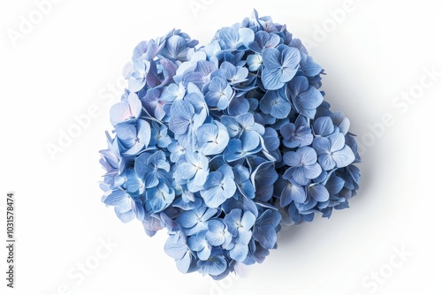 Blue Hydrangea on White Background