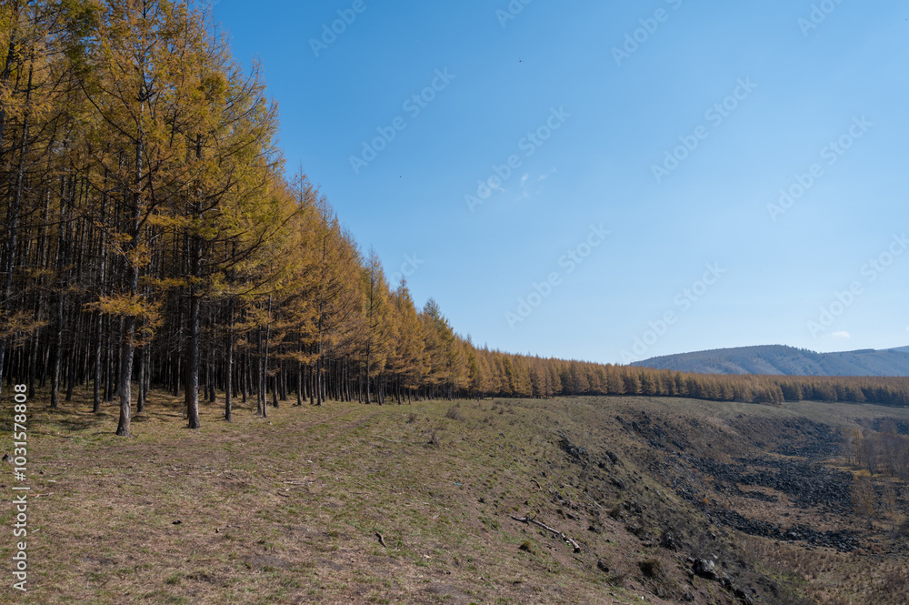 The grove of larch trees. The grove of larch trees.