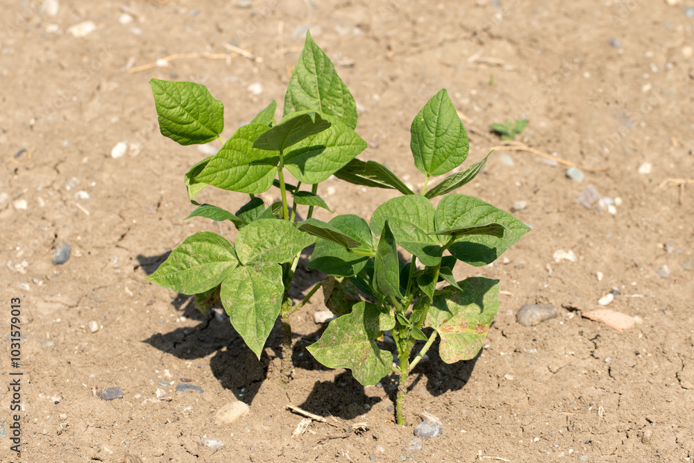 A growing bean plant in a vegetable field in autumn A growing bean plant in a vegetable field in autumn