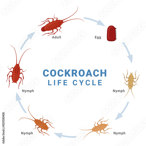 Cockroach life cycle diagram infographic scheme vector flat illustration