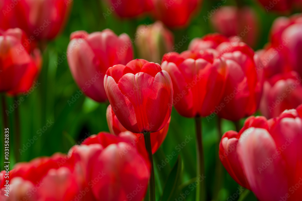 Red beautiful tulips field in spring time. Close up tulip flowers background. Colorful tulip flowering in the garden at sunny summer or spring day. Selective soft focus. Red beautiful tulips field in spring time. Close up tulip flowers background. Colorful tulip flowering in the garden at sunny summer or spring day. Selective soft focus.