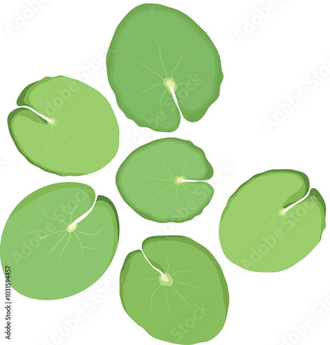 Lotus Lily Pads Plant Illustration Isolated on White Background