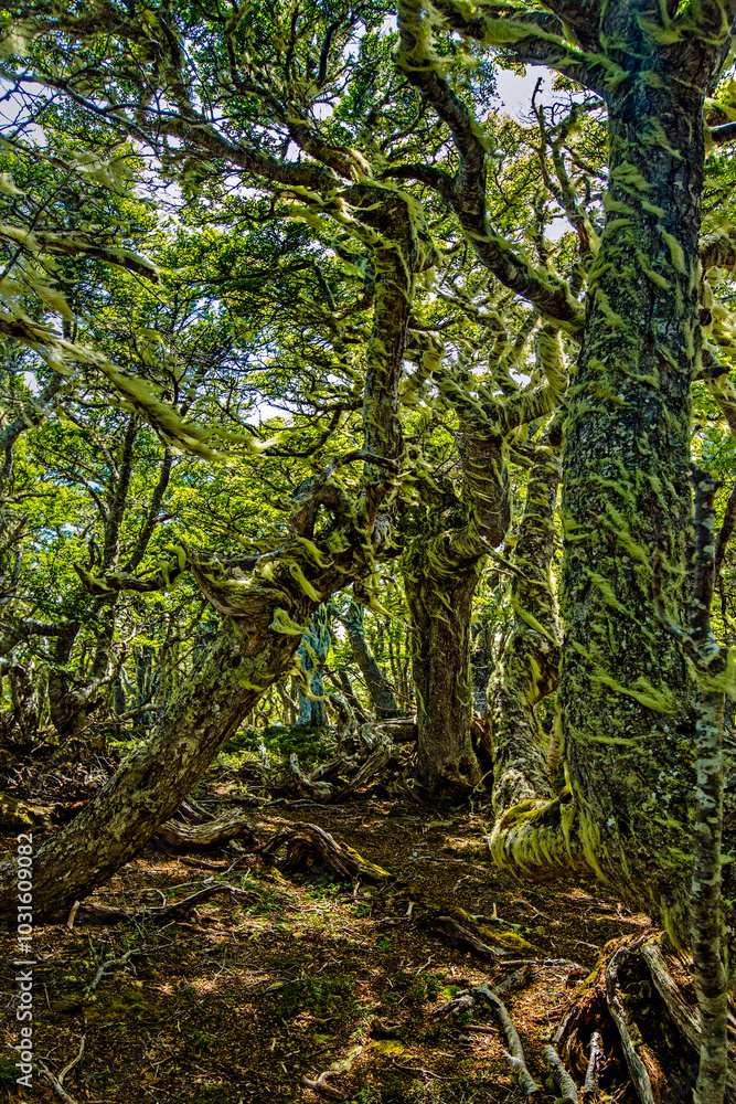 Evergreen beech forest near foot of Andes mountains, Patagonia, Argentina, South America, chile Evergreen beech forest near foot of Andes mountains, Patagonia, Argentina, South America, chile