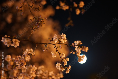 cherry blossom in the moon