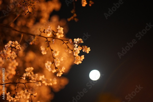 night cherry blossom under the moon