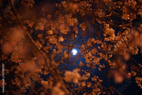 night cherry blossom under the moon