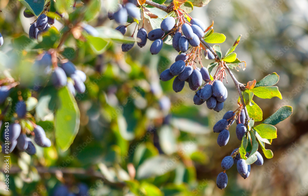 A tree with many blue berries on it A tree with many blue berries on it