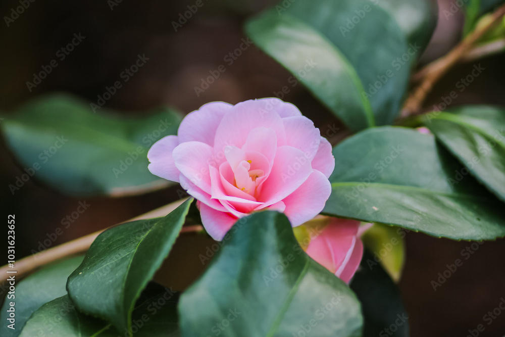 A close up of flowers in the great outside in the UK.