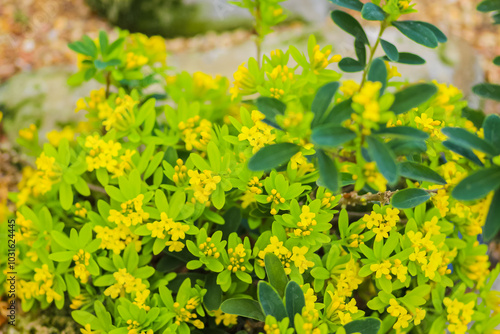 Close up of flowers in the great outdoors