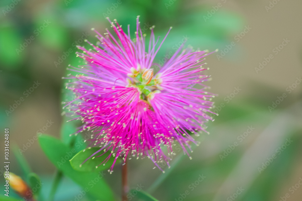 Close up of flowers in the great outdoors