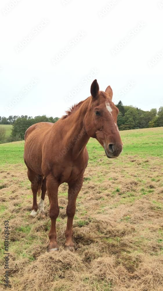 Brown horse standing in a meadow on a pasture in the rural countryside, front view vertical video Brown horse standing in a meadow on a pasture in the rural countryside, front view vertical video