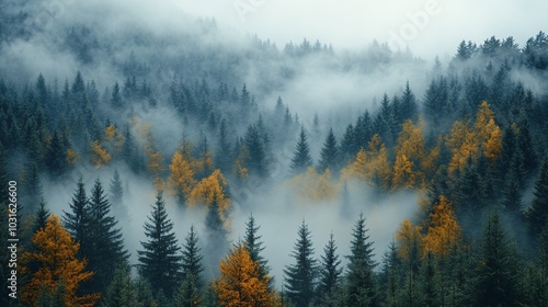 Fog in a nature landscape
