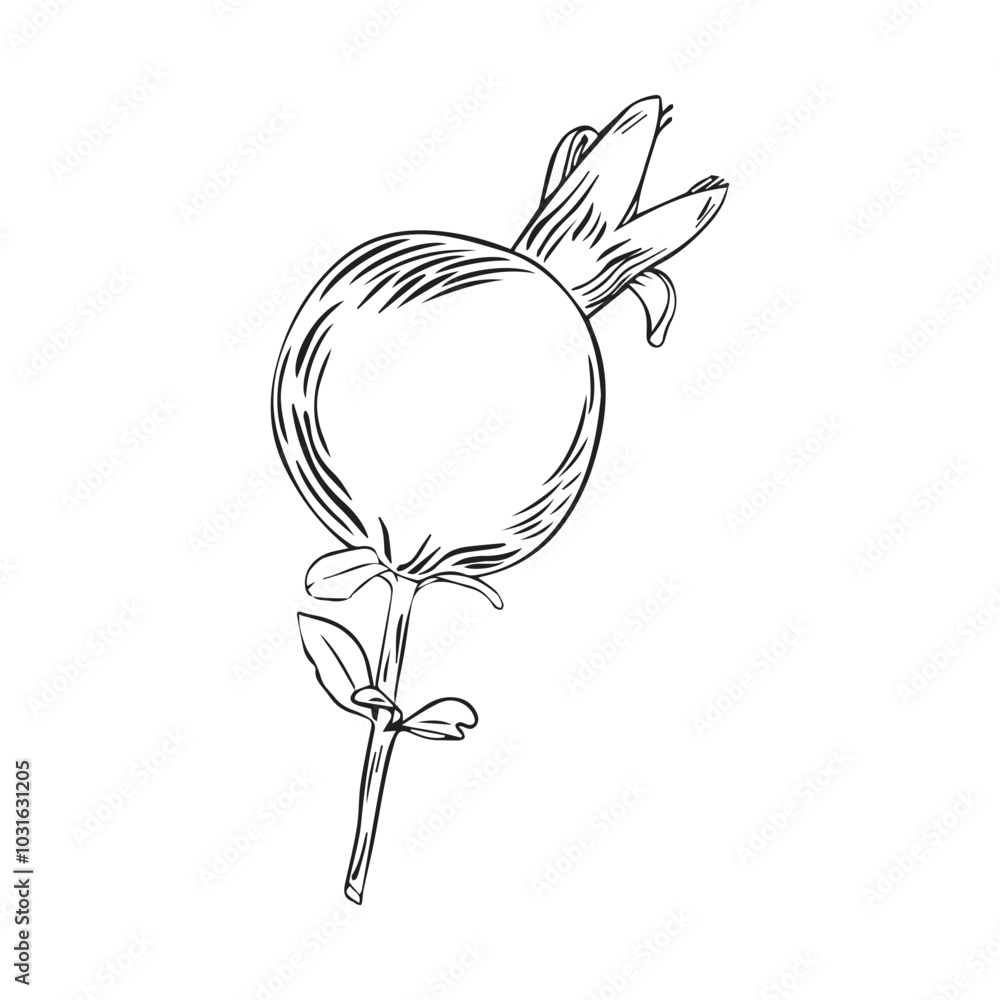 Fototapeta premium Pomegranate fruit drawn in flat style. Hand drawn illustration. Vector