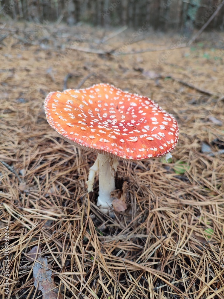 Fly agaric mushroom in forest