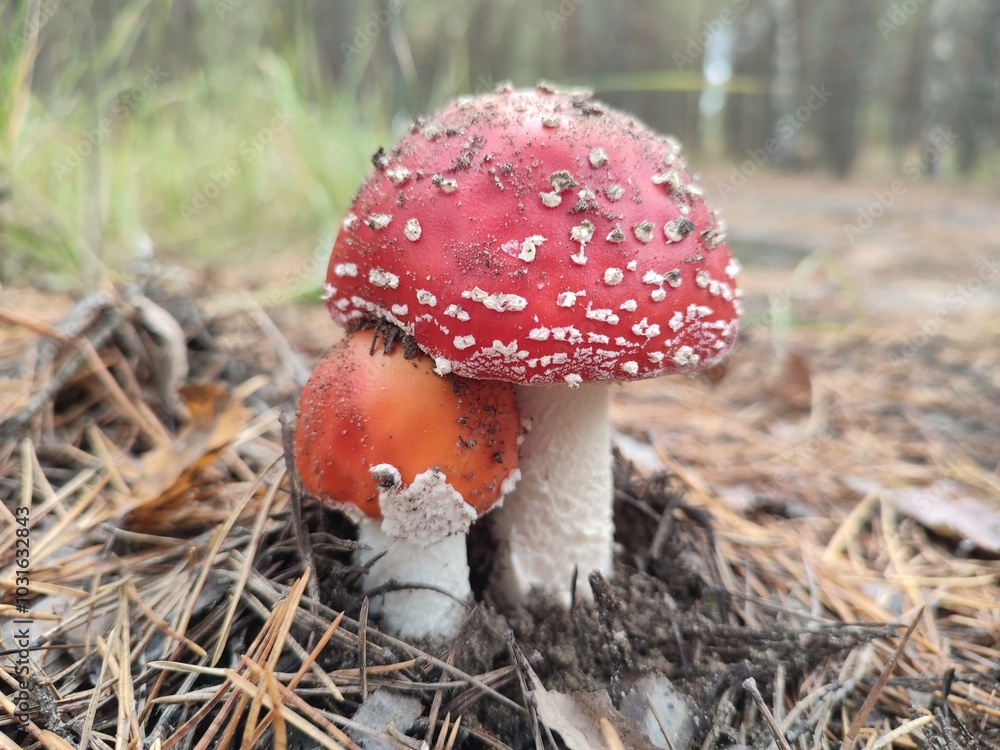 Fly agaric mushrooms in forest
