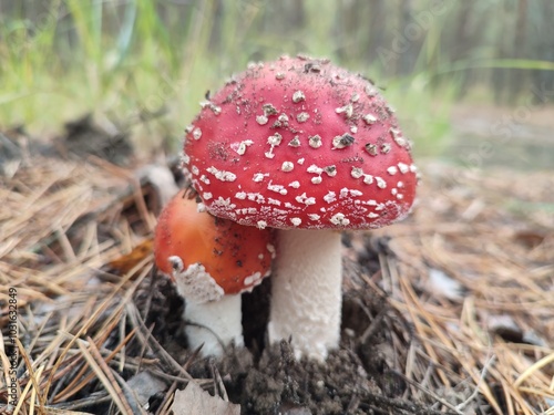 Obraz na płótnie Fly agaric mushrooms in forest w salonie