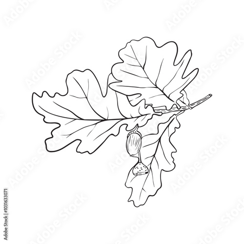 Hand drawn oak leaves composition, vector illustration on white background