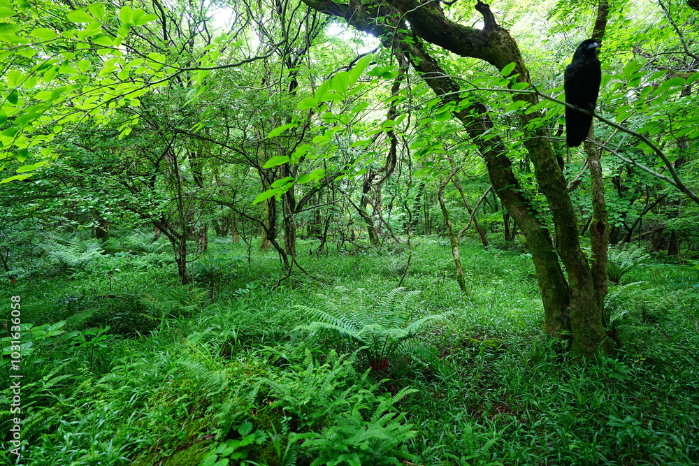 Fototapeta premium dense spring forest with fresh ferns and old trees