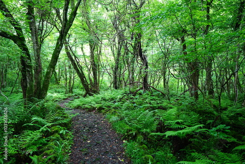 fine spring path through thick ferns