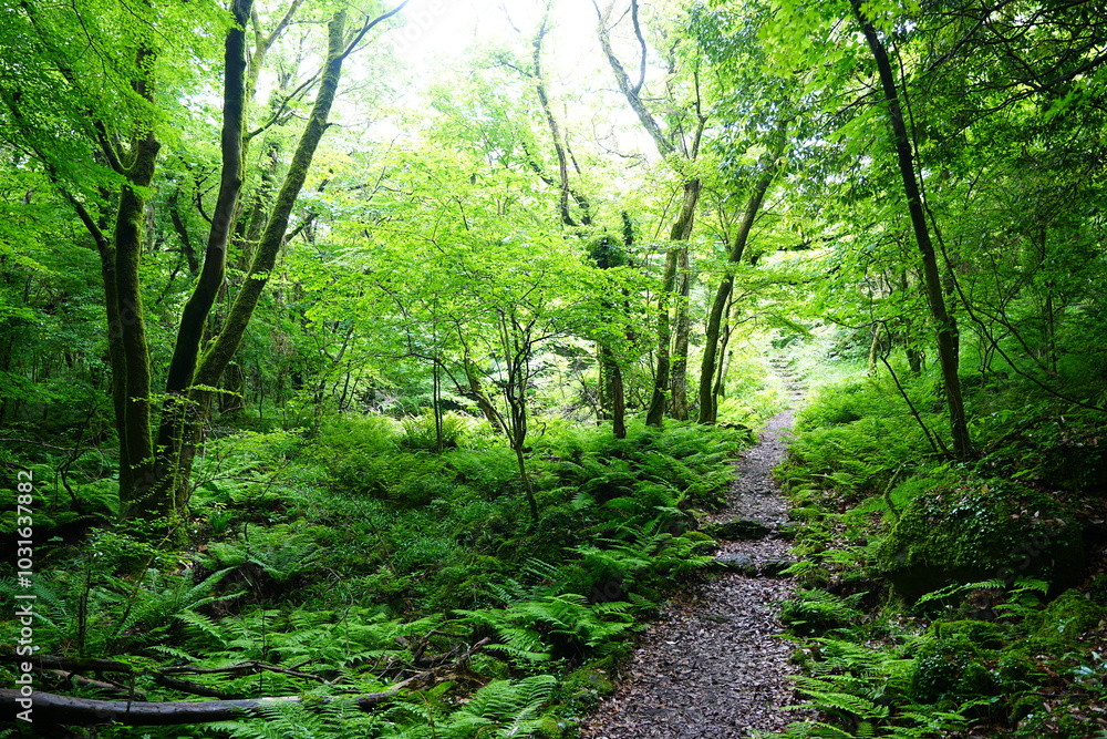 Obraz premium refreshing spring forest and path in the gleaming sunlight