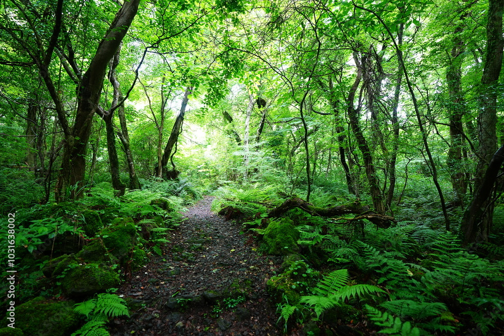 refreshing spring forest and path in the gleaming sunlight refreshing spring forest and path in the gleaming sunlight