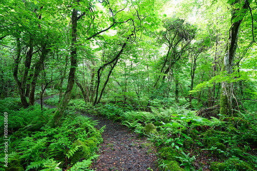 refreshing spring forest and fine path