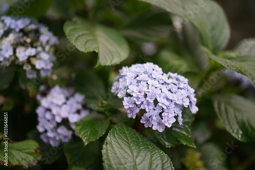 lilac flowers