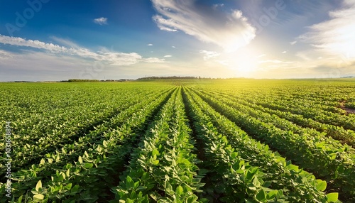 field and sky, Agricultural soy plantation on sunny day - Green growing soybeans plant with sunlight on field