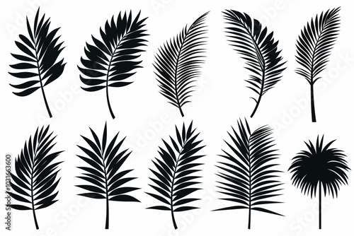 Beautiful palm tree leaf set silhouette on white background