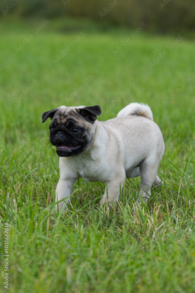 pug puppy for a walk in the park pug puppy for a walk in the park