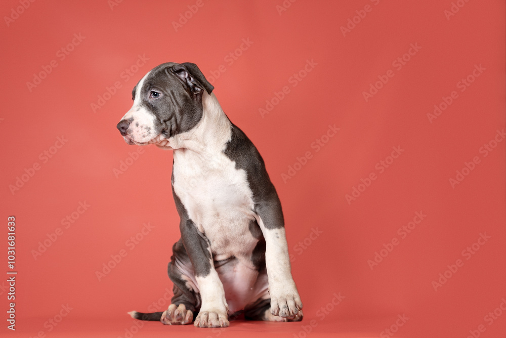 Staffordshire Terrier puppy sitting on a coral studio background Staffordshire Terrier puppy sitting on a coral studio background