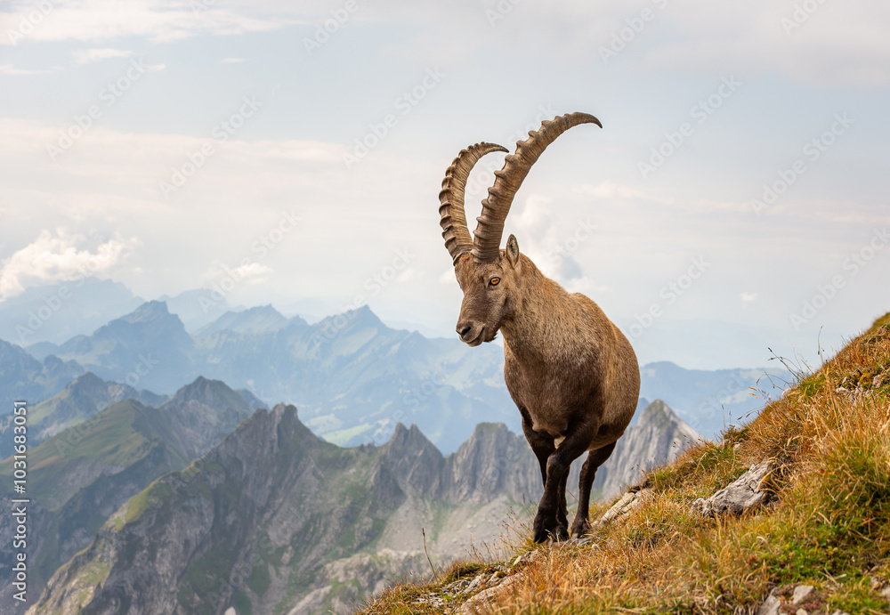 Steinbock im Alpstein Steinbock im Alpstein
