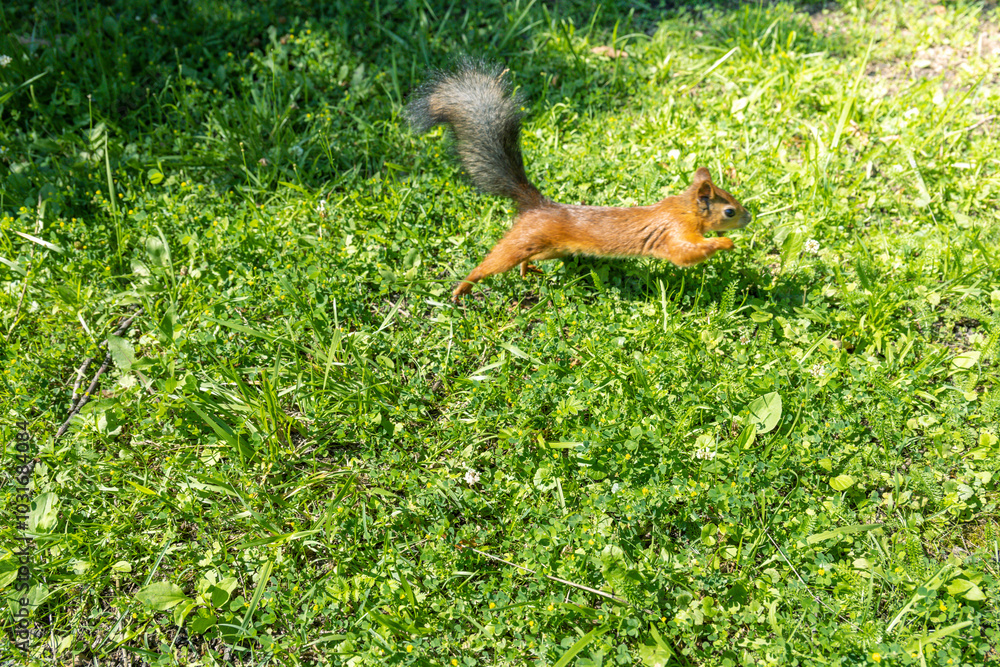 A squirrel is running through a grassy field A squirrel is running through a grassy field