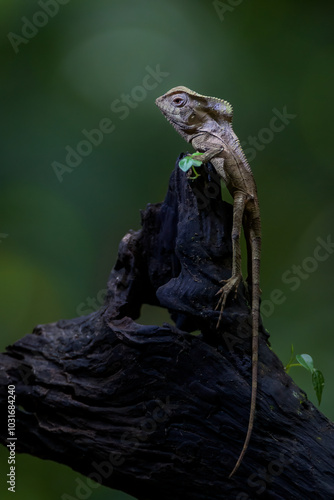 Bighead anole (Norops capito) resting on a tree trunk, Costa rica. photo