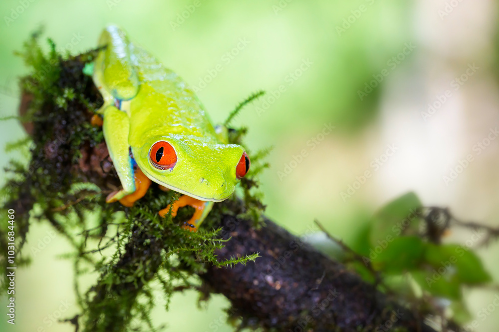 Red-eyed tree frog (Agalychnis callidryas) sitting on a branch with moss, Costa Rica.