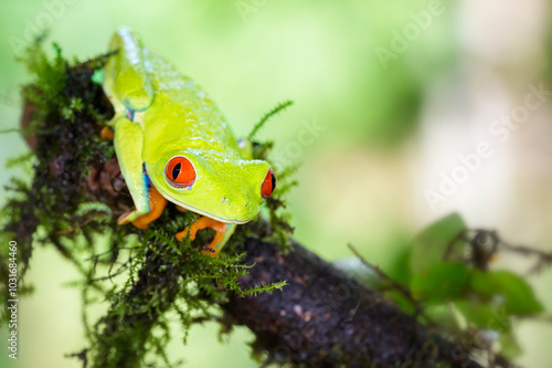 Obraz na płótnie Red-eyed tree frog (Agalychnis callidryas) sitting on a branch with moss, Costa Rica. w salonie