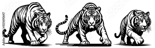 hand-drawn tigers in aggressive walking positions black vector