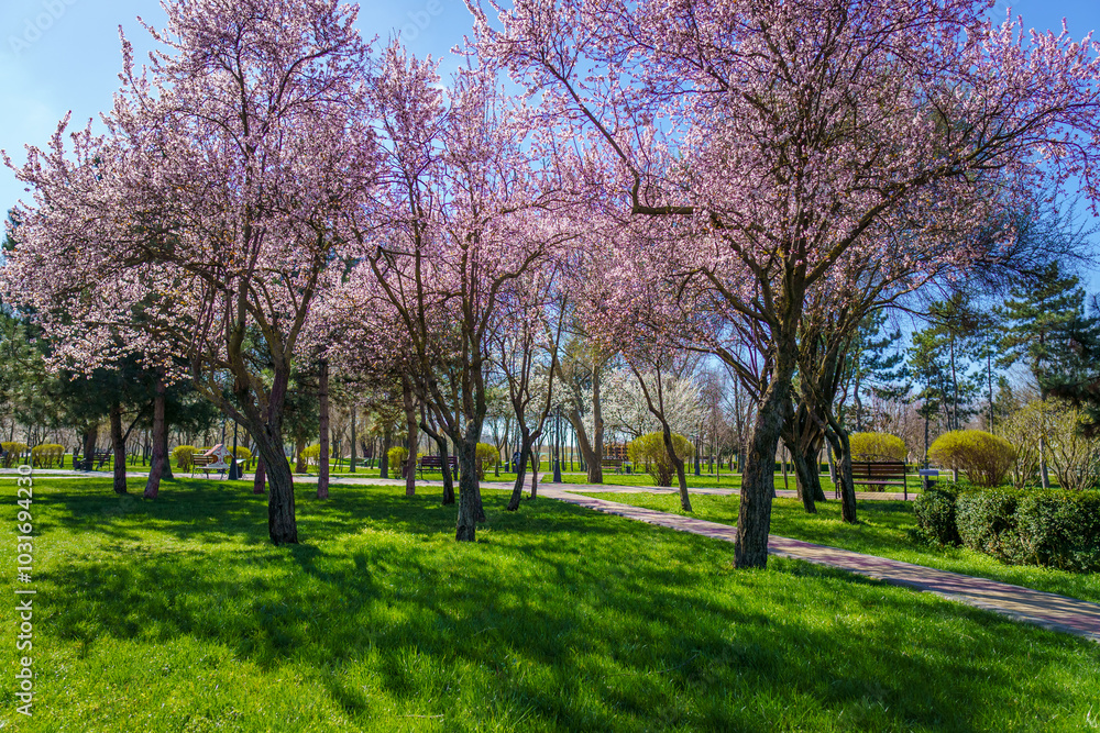 cherry blossoms in the city park, a bright sunny day cherry blossoms in the city park, a bright sunny day