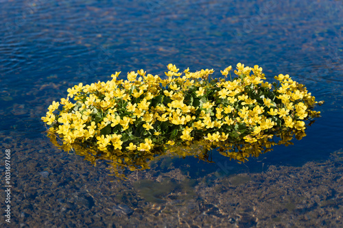 buttercups growing at Seljalandfoss, Iceland photo