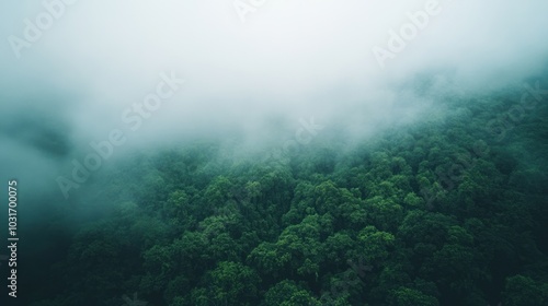 Lush green forest shrouded in mist, creating a serene and tranquil atmosphere.