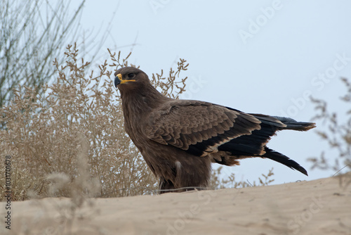 steppe eagle or Aquila nipalensis at Jorbeer carcass dump in Rajasthan, India photo